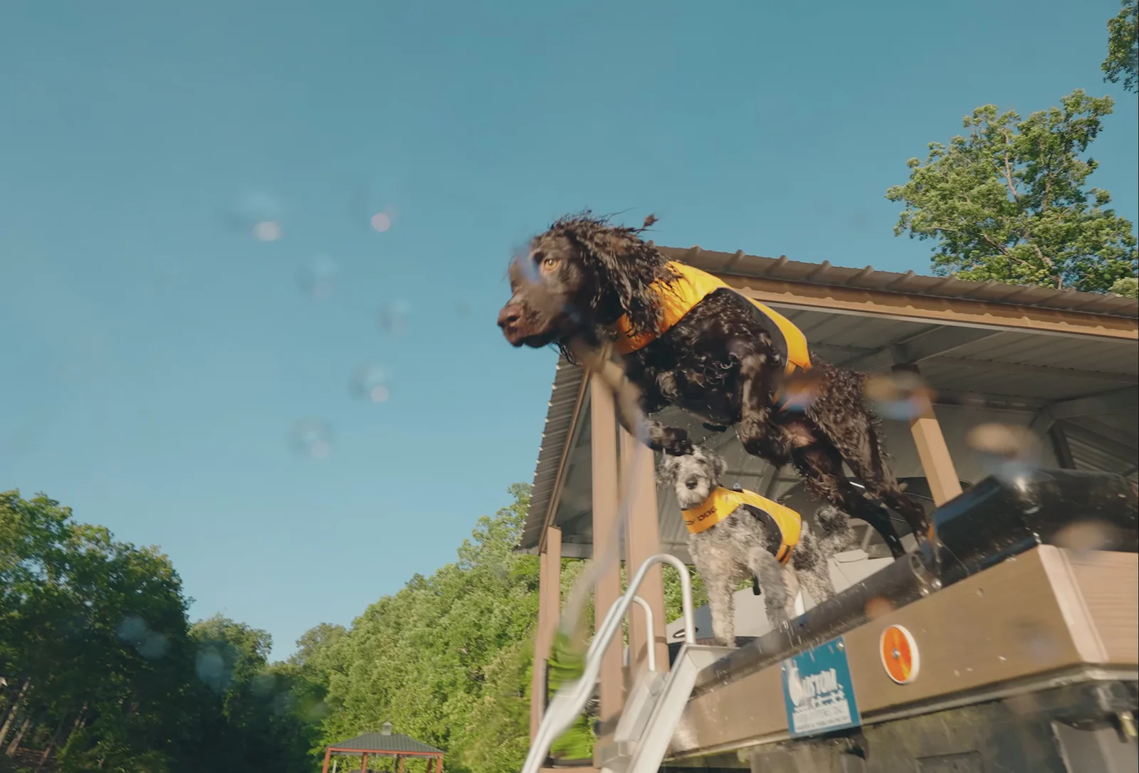 Luxury Gear for Modern Dogs